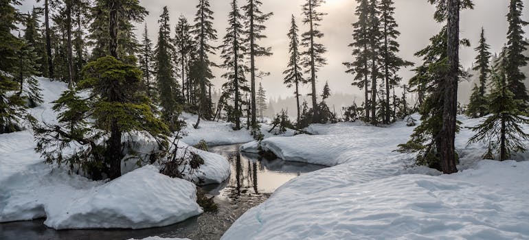 Forrest and snow.