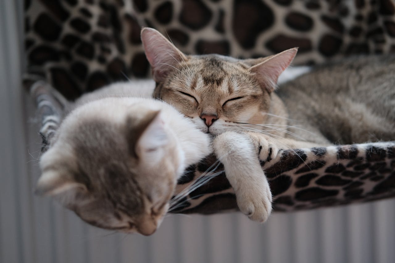 Cats napping.