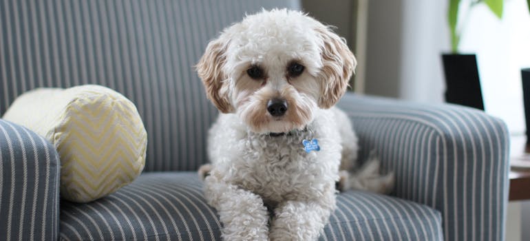A dog relaxing on a couch.