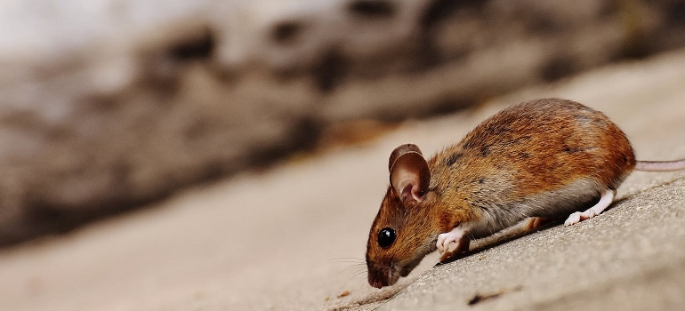 rat on the floor