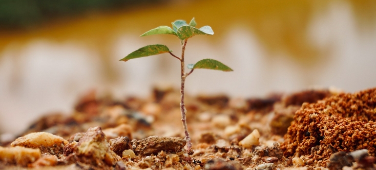 young tree