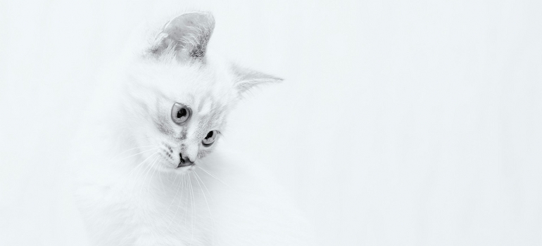 white feline