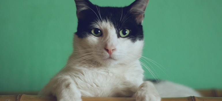 cat in a house