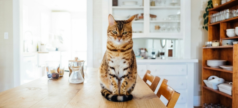 moving with a cat