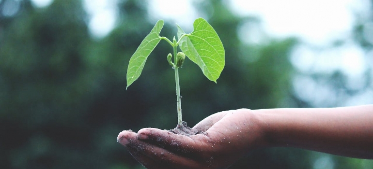 holding a sprout