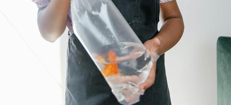 fish in a bag