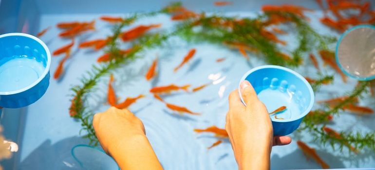taking fish out of the tank when moving an aquarium in Sudbury