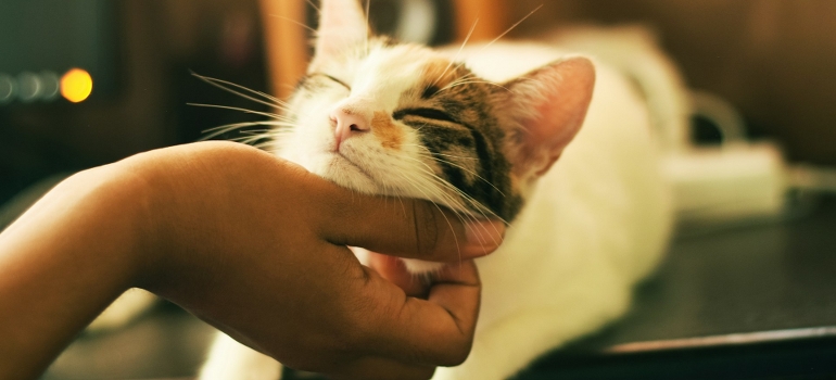 petting after moving with a cat