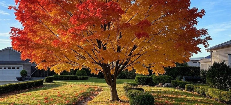 thinking about moving a maple tree across Sudbury