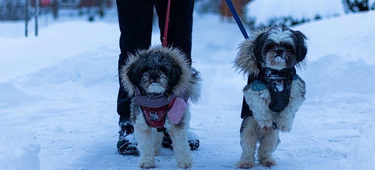 dogs on a walk