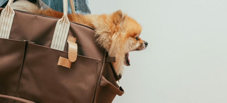 moving with a dog in a bag