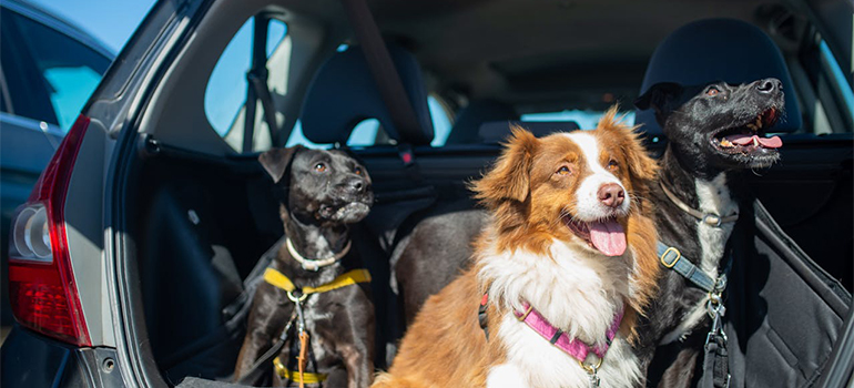 dogs in a car