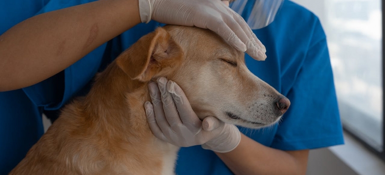 vet visit before moving with a dog